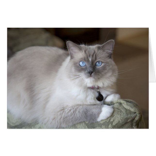 Female Ragdoll Cat (Front Horizontal)