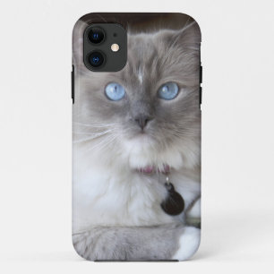 Female Ragdoll Cat iPhone 11 Case
