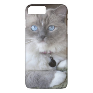 Female Ragdoll Cat iPhone 8 Plus/7 Plus Case
