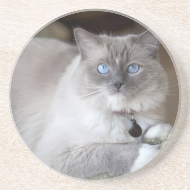 Female Ragdoll Cat Coaster (Front)