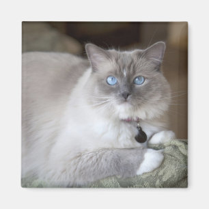 Female Ragdoll Cat Magnet