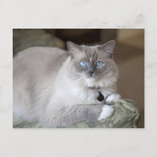 Female Ragdoll Cat Postcard