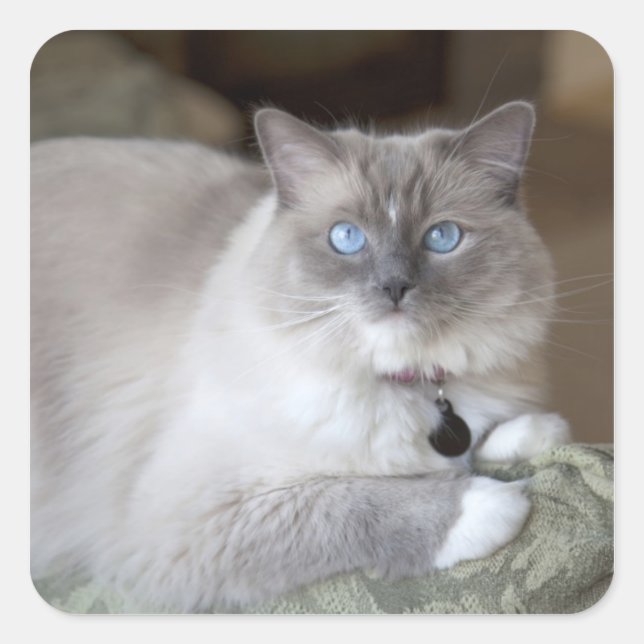 Female Ragdoll Cat Square Sticker (Front)