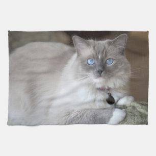 Female Ragdoll Cat Tea Towel