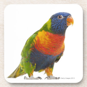 Female Rainbow Lorikeet - Trichoglossus Coaster