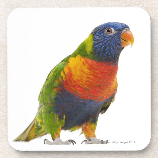 Female Rainbow Lorikeet - Trichoglossus Coaster (Front)