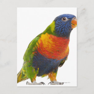 Female Rainbow Lorikeet - Trichoglossus Postcard