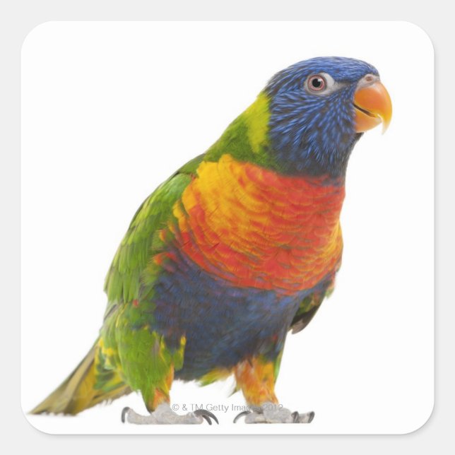 Female Rainbow Lorikeet - Trichoglossus Square Sticker (Front)