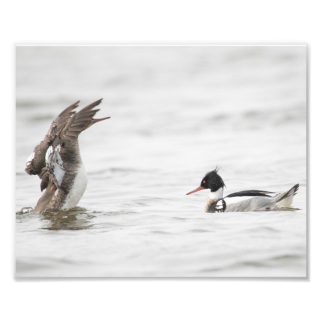 Female Red-breasted Merganser Attention Print (Front)