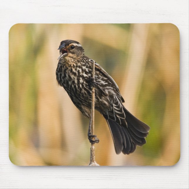 Female Red Winged Blackbird Mouse Pad (Front)