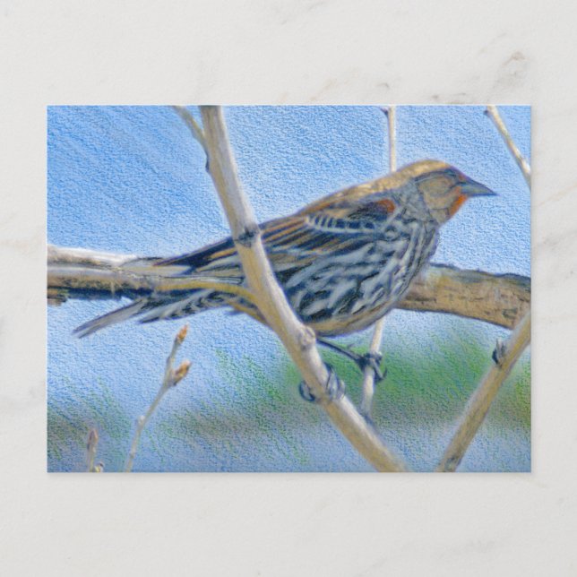 Female Redwing Blackbird Postcard (Front)