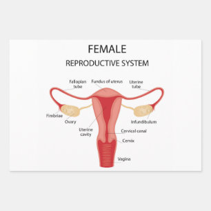 Female reproductive organs wrapping paper sheet