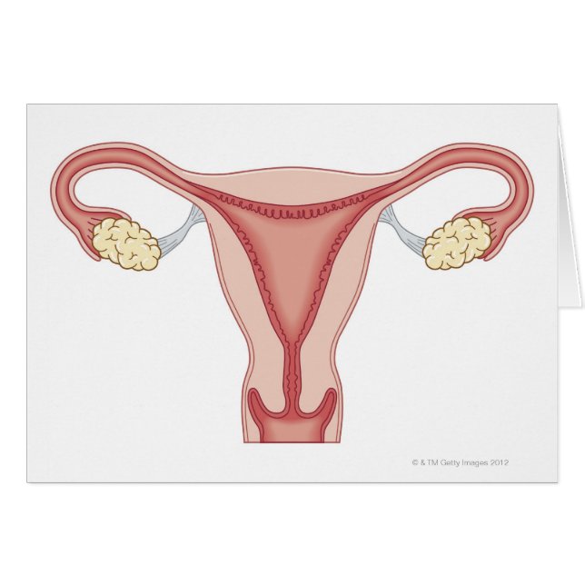 Female Reproductive System 2 (Front Horizontal)