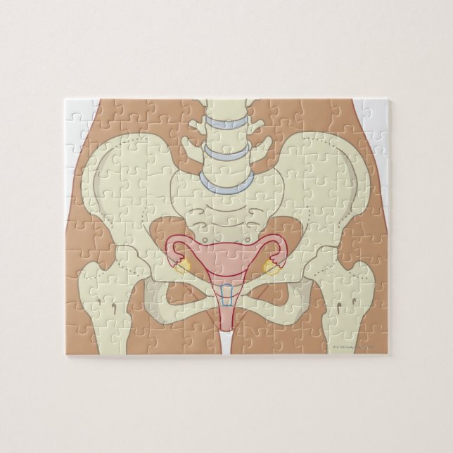 Female Reproductive System 3 Jigsaw Puzzle (Horizontal)