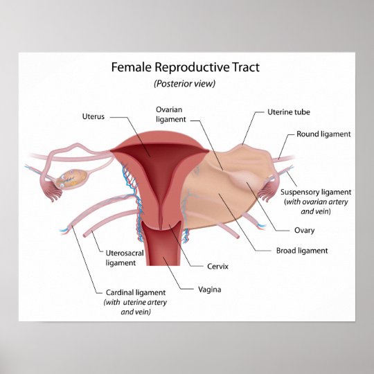 Female Reproductive System Labelled Diagram Poster Au 3097
