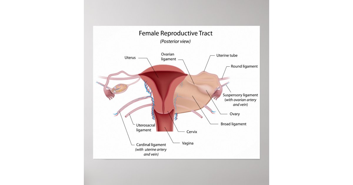 Female Reproductive System Labelled Diagram Poster Au