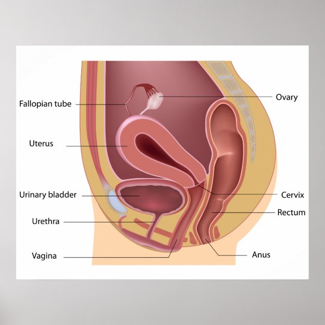 Female reproductive system Poster (Front)