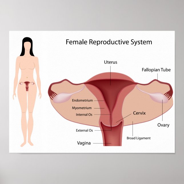 Female Reproductive System Poster (Front)