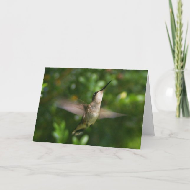Female Ruby Throat Hummingbird Card (Front)