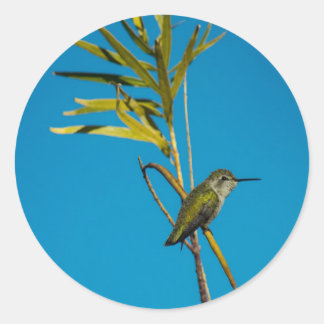 Female ruby-throat hummingbird on tree classic round sticker