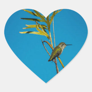 Female ruby-throat hummingbird on tree heart sticker