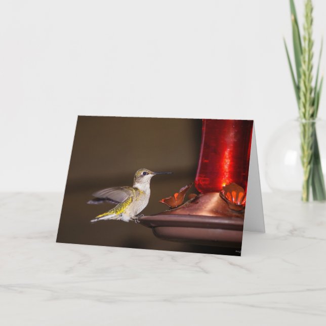 Female Ruby-throated Hummingbird Card (Front)