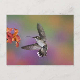 Female Ruby Throated Hummingbird in flight Postcard