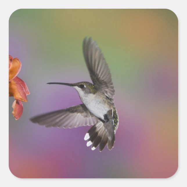 Female Ruby Throated Hummingbird in flight Square Sticker (Front)