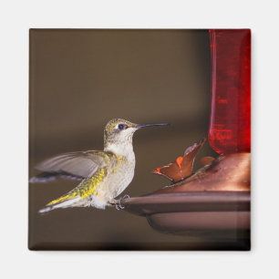 Female Ruby-throated Hummingbird Magnet