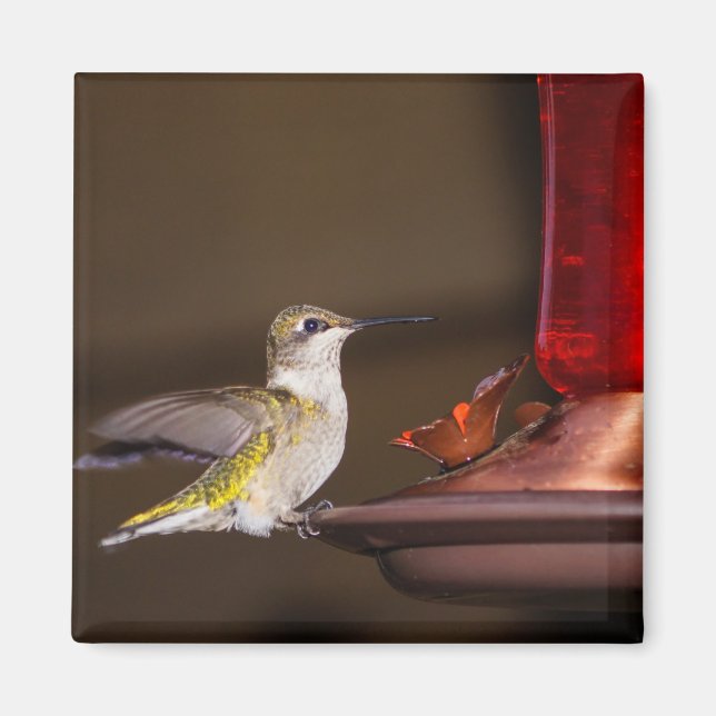 Female Ruby-throated Hummingbird Magnet (Front)