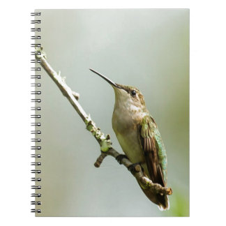 Female Ruby-throated Hummingbird Notebook
