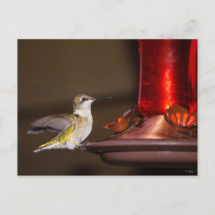 Female Ruby-throated Hummingbird Postcard