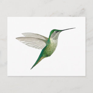 Female Ruby-throated Hummingbird Postcard