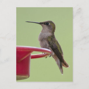 Female Ruby-Throated Hummingbird Postcard