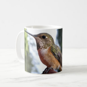 Female Rufous Hummingbird - Mugs
