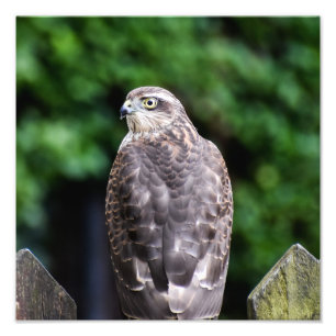 Female Sparrowhawk Photo Print