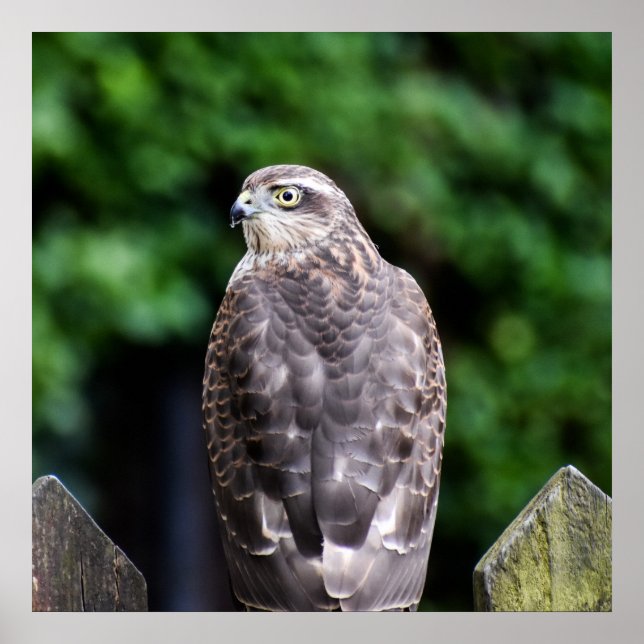 Female Sparrowhawk Poster (Front)