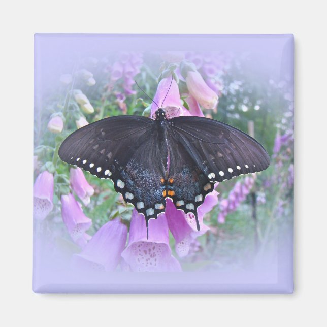 Female Spicebush Swallowtail Butterfly Magnet (Front)
