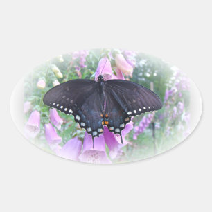 Female Spicebush Swallowtail Butterfly Oval Sticker