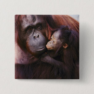 Female Sumatran Orangutan with baby, Pongo 15 Cm Square Badge