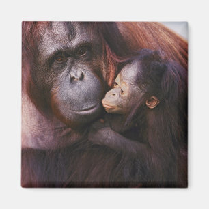 Female Sumatran Orangutan with baby, Pongo Magnet