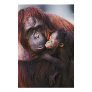 Female Sumatran Orangutan with baby, Pongo Photo Print