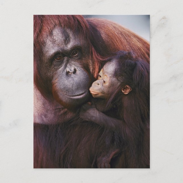 Female Sumatran Orangutan with baby, Pongo Postcard (Front)