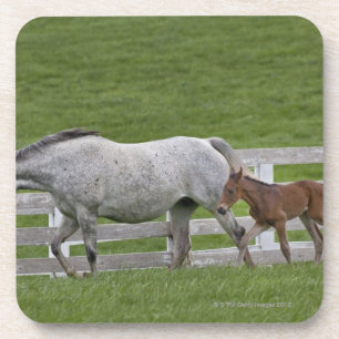 Female thoroughbred and young foal coaster