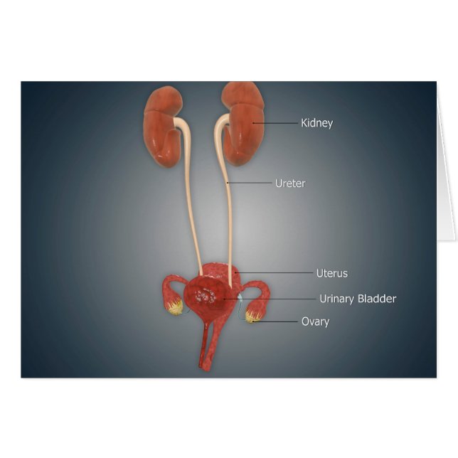 Female Uterus With Ovaries, Kidney and Bladder (Front Horizontal)