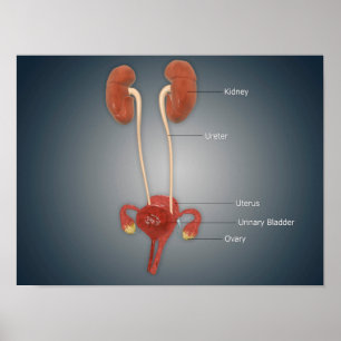 Female Uterus With Ovaries, Kidney and Bladder Poster