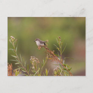 Female Vermilion Flycatcher Postcard