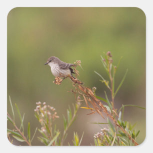 Female Vermilion Flycatcher Square Sticker