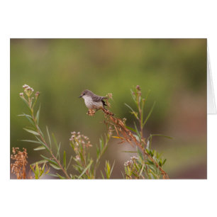 Female Vermillion Flycatcher