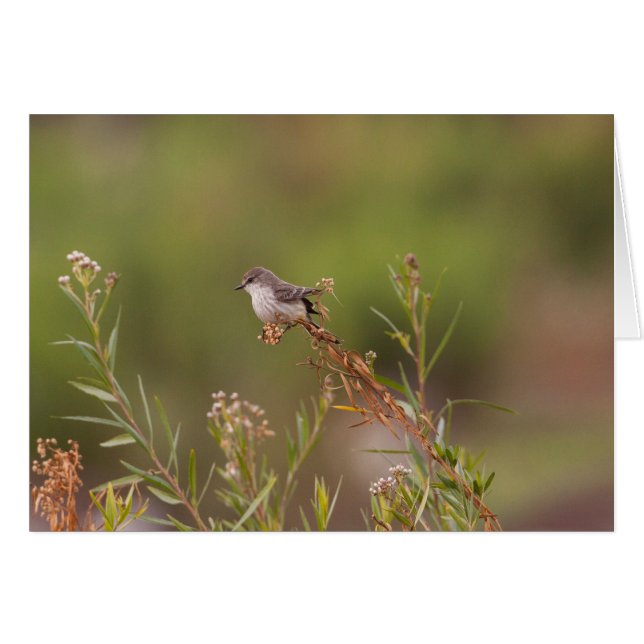 Female Vermillion Flycatcher (Front Horizontal)